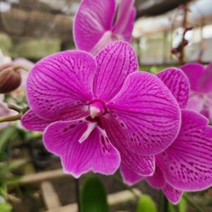 Phalaenopsis Rosa Trilabelo muda