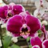 20240523_085159.jpg Phalaenopsis Vinho muda