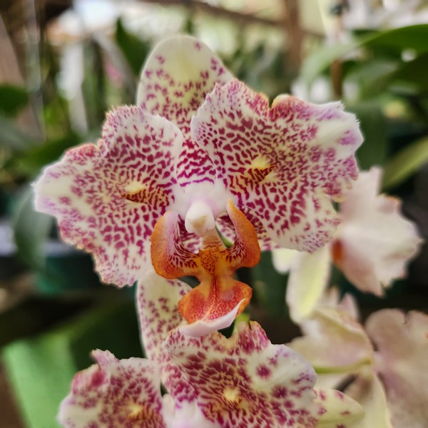 Phalaenopsis Pintadinho exótico muda