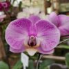 20240523_085314.jpg Phalaenopsis Rosa exótico muda