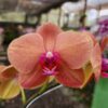 20240523_085404.jpg Phalaenopsis Pessego muda