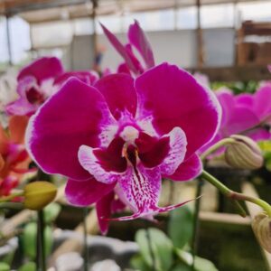 20240523_085539.jpg Phalaenopsis Vinho Flameado muda