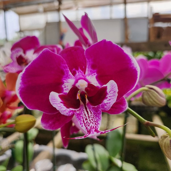 20240523_085539.jpg Phalaenopsis Vinho Flameado muda