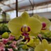 20240523_085550.jpg Phalaenopsis Amarelo intenso muda