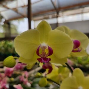Phalaenopsis Amarelo intenso muda
