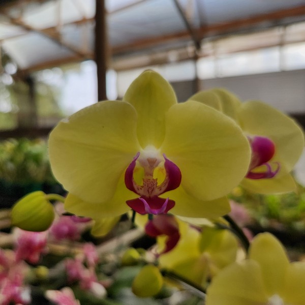 20240523_085550.jpg Phalaenopsis Amarelo intenso muda