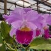 20240523_085654.jpg Cattleya Lilás Híbrida jovem
