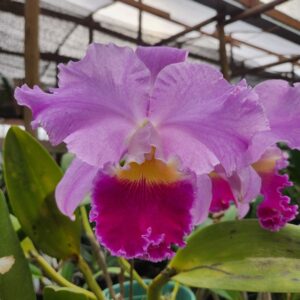 Cattleya Lilás Híbrida jovem 