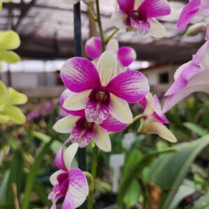 Denphal Branco Listrado de Rosa Jovem