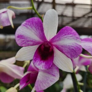 Denphal Branco Flameado Jovem