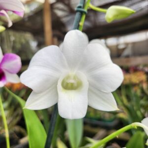 Denphal Branco Jovem