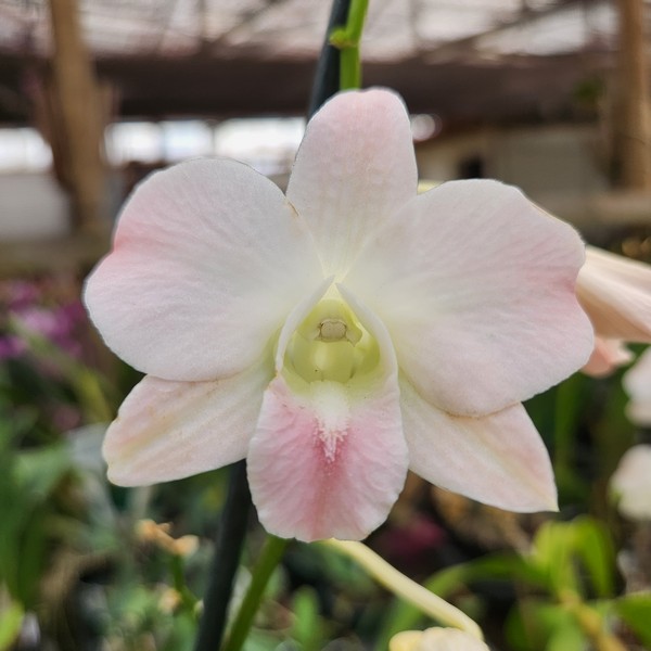 20240523_085810.jpg Denphal Pessego Jovem