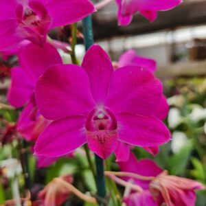 Denphal Pink Jovem