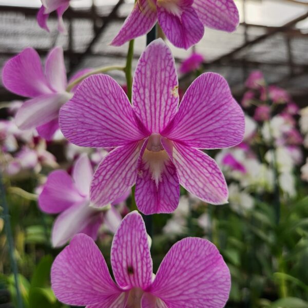 Denphal Rosa Listrado Jovem