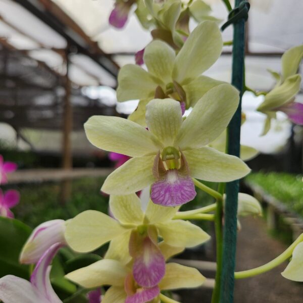 Denphal Verde do Labelo Roxo Jovem