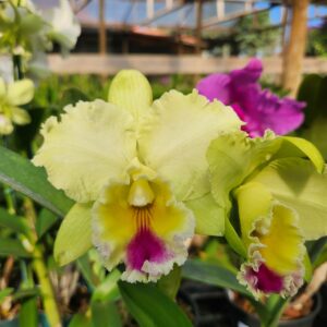 20240523_102038-scaled-1.jpg Cattleya Amarela com Rosa Pré-adulta