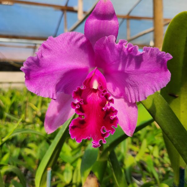 Cattleya Rosa Híbrida Pré-adulta
