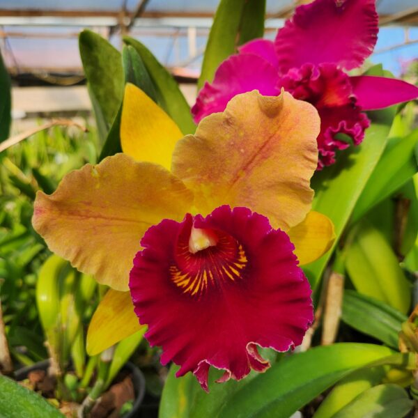 20240523_102052-1-scaled-1.jpg Cattleya Amarelo com Vermelho Híbrida Muda