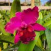 20240523_102055-1-scaled-1.jpg Cattleya Vinho Híbrida Muda