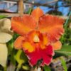 20240523_102100-scaled-1.jpg Cattleya Laranja Híbrida Pré-adulta