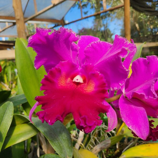 20240523_102303-scaled-1.jpg Cattleya Roxa Híbrida Pré-adulta