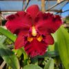 Cattleya Vermelho Híbrida jovem 