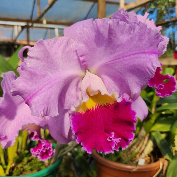 Cattleya Rosa Híbrida Muda