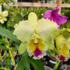 20240523_102351-scaled-1.jpg Cattleya Amarela e Rosa Híbrida Muda