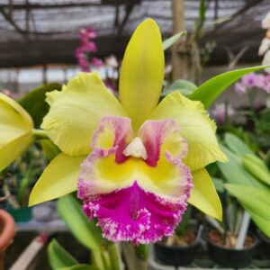 20240531_092017-scaled-1.jpg Cattleya Amarela exótica Híbrida Pré-adulta
