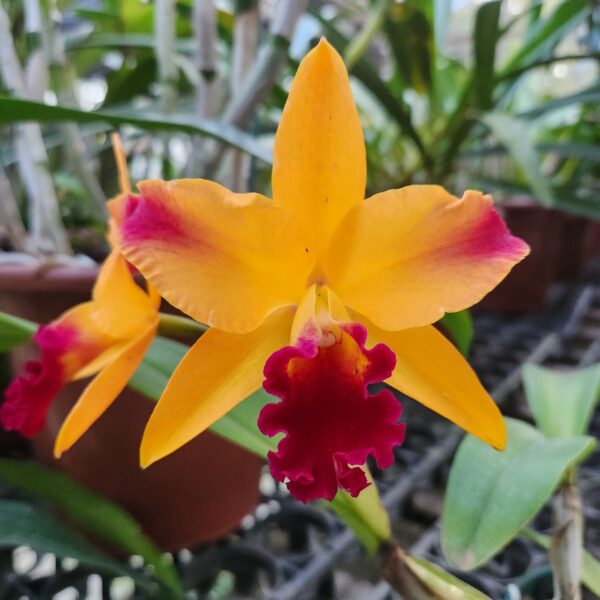 20240607_163252-scaled-1.jpg Cattleya Laranjinha Híbrida Jovem