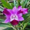 Cattleya Pink Jovem