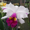 Anna-Balmores-x-Gertrude.jpg Cattleya Branca com Rosa Adulta Premium