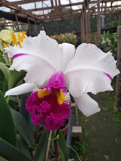 Anna-Balmores-x-Gertrude.jpg Cattleya Branca com Rosa Adulta Premium