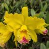 Cattleya Amarela com Vermelho Adulta Premium