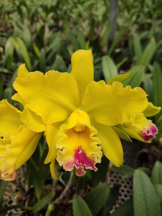 Cattleya Amarela com Vermelho Adulta Premium