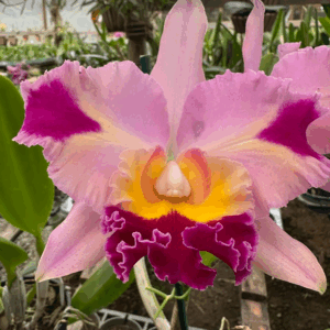 Captura-de-tela-2024-10-10-155247.png Cattleya Rosa Flameada Adulta Premium