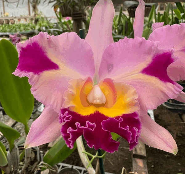 Cattleya Rosa Flameada Adulta Premium