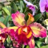 Cattleya-1.jpg Cattleya Amarela Flamea Muda