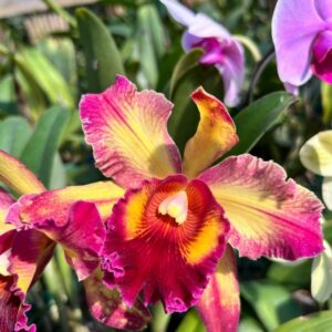 Cattleya-1.jpg Cattleya Amarela Flamea Pré-adulta