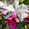 Cattleya-10.jpg Cattleya Semi-Alba Flamea Pré-adulta