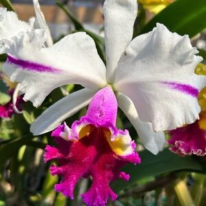 Cattleya Semi-Alba Flamea Pré-adulta