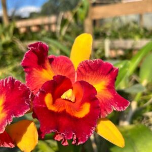 Cattleya Tropicana Pré-adulta