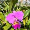 Cattleya-2.jpg Cattleya Rosa Grande Muda
