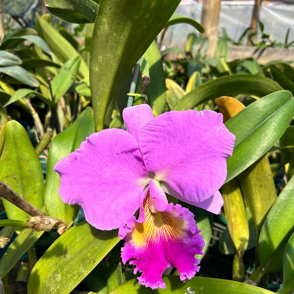 Cattleya-2.jpg Cattleya Rosa Grande Muda