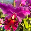 Cattleya Rosa Esplendor Muda