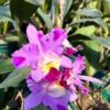 Cattleya-5.jpg Cattleya Rosa Flamea Muda