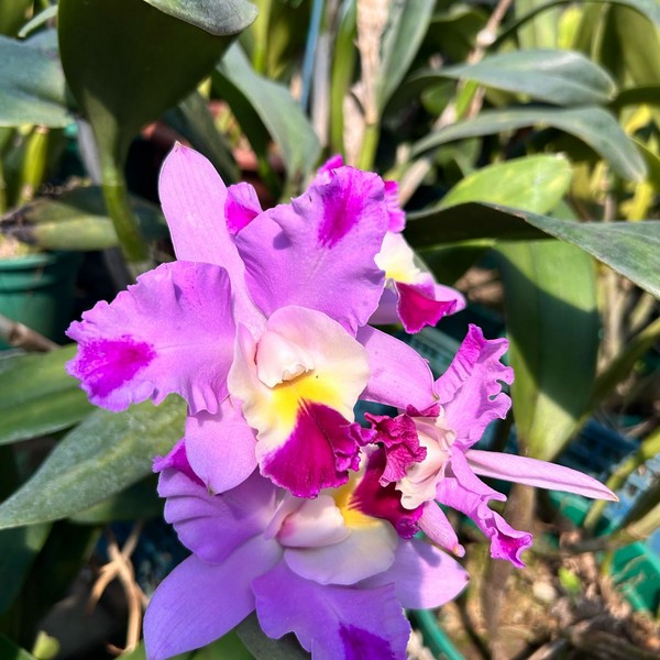 Cattleya-5.jpg Cattleya Rosa Flamea Muda