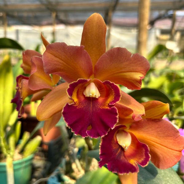 Cattleya Laranja Festival Pré-adulta