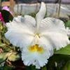 Cattleya Branca Grande Pré-adulta
