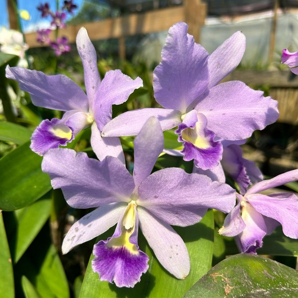 Cattleya Lilas Pré-adulta